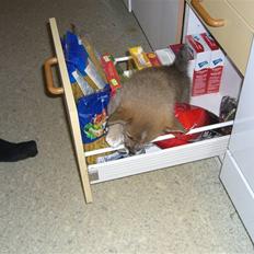 Welsh corgi pembroke Hannibal