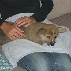 Welsh corgi pembroke Hannibal