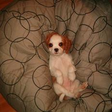 Cavalier king charles spaniel tjip