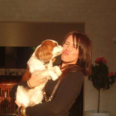 Cavalier king charles spaniel tjip