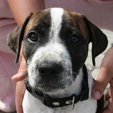 Amerikansk staffordshire terrier Kenzo