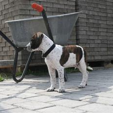 Amerikansk staffordshire terrier Kenzo