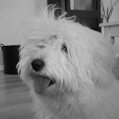 Coton de tulear Bailey