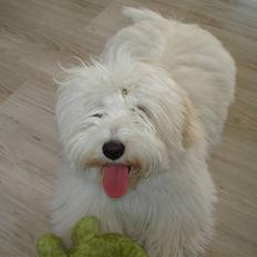 Coton de tulear Bailey