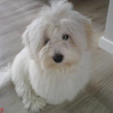 Coton de tulear Bailey