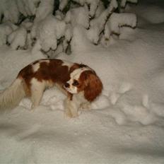 Cavalier king charles spaniel tjip