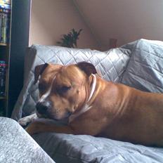 Amerikansk staffordshire terrier Ares