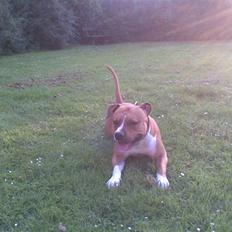 Amerikansk staffordshire terrier Ares