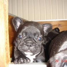 Fransk bulldog Koda (Lancome's Æmmerick)