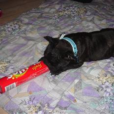 Fransk bulldog Koda (Lancome's Æmmerick)