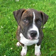 Blanding af racer tikka