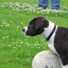 Blanding af racer tikka