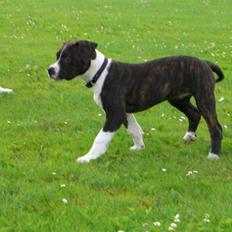 Blanding af racer tikka