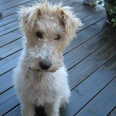 Ruhåret foxterrier Bailey