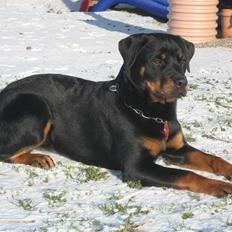 Rottweiler Wonderful Dixie