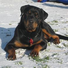 Rottweiler Wonderful Dixie
