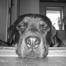 Rottweiler Wonderful Dixie