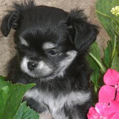 Chihuahua Adelina's Phoebe