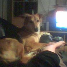 Blanding af racer stella