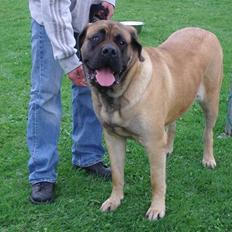 Mastiff belinda
