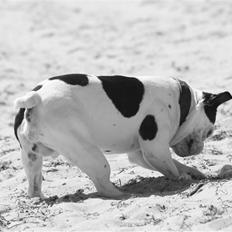 Fransk bulldog nicco