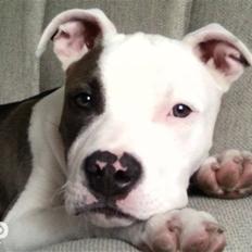 Blanding af racer Paco