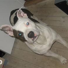 Blanding af racer Paco