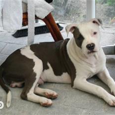 Blanding af racer Paco