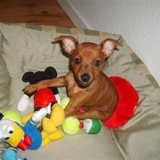 Dvaergpinscher Hjalte