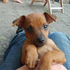 Dvaergpinscher Hjalte