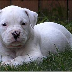 Amerikansk bulldog Mango (Rest In peace)