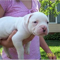 Amerikansk bulldog Mango (Rest In peace)