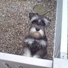 Dvaergschnauzer Baloo