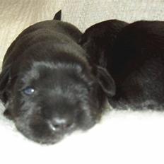 Dvaergschnauzer Baloo