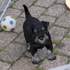 Dvaergschnauzer Baloo