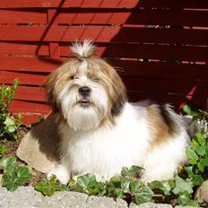 Blanding af racer Teddy *2006-2011*