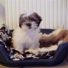 Blanding af racer Teddy *2006-2011*