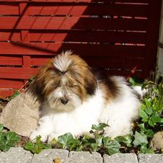 Blanding af racer Teddy *2006-2011*