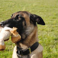Malinois Crazy