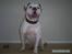 Amerikansk bulldog Robin's Balu † R.I.P.†