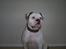 Amerikansk bulldog Robin's Balu † R.I.P.†