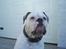 Amerikansk bulldog Robin's Balu † R.I.P.†