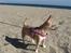 Chihuahua ~ Kelbi ~ - Så er jeg kommet til havet for første gang (Spanien)