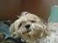 Shih tzu Fjante (død)
