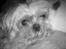 Shih tzu Fjante (død) - Se lille mine smukke øjne :-)