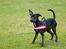 Blanding af racer Pinscher/gårdhund- Chilly - Nyt 21/1-08 - Siger du jeg er fræk?