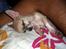 Chihuahua ~ Kelbi ~ - Kelbi sover trygt i "fars" arm