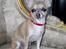 Chihuahua ~ Kelbi ~ - ser jeg ikke bare lidt Royal ud ??