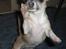 Chihuahua ~ Kelbi ~