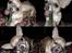 Chihuahua ~ Kelbi ~